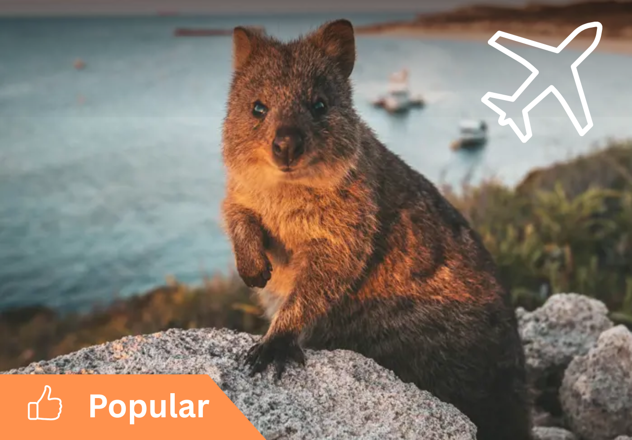 ›  Perth to Rottnest AND RETURN, up to 3 passengers.