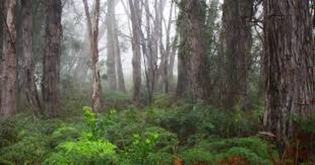 Adelaide Hills Nature Highlights  Self-Guided e-Bike Tour