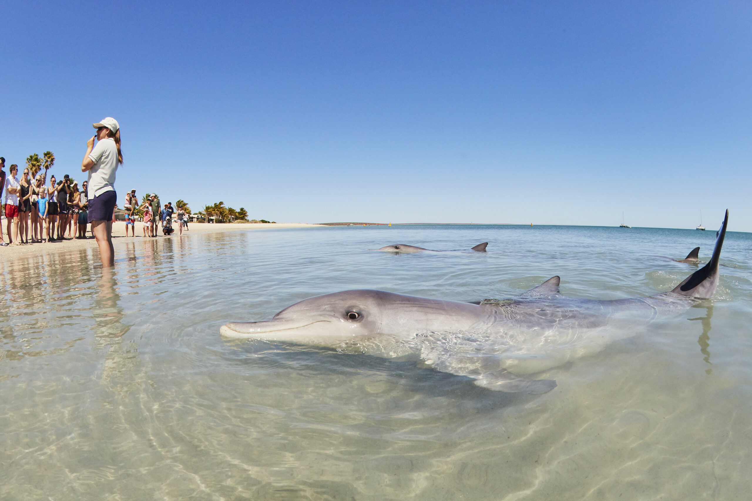 Pinnacles, Kalbarri, Monkey Mia, Shark Bay Four Day Tour
