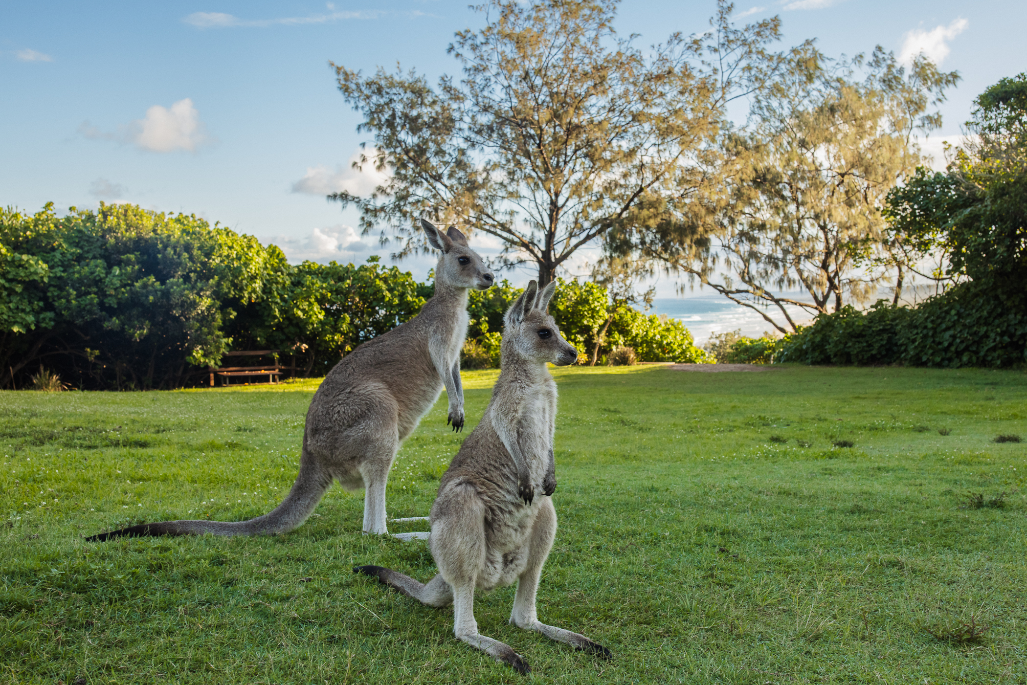 Meanjin to Minjerribah Cultural Day trip