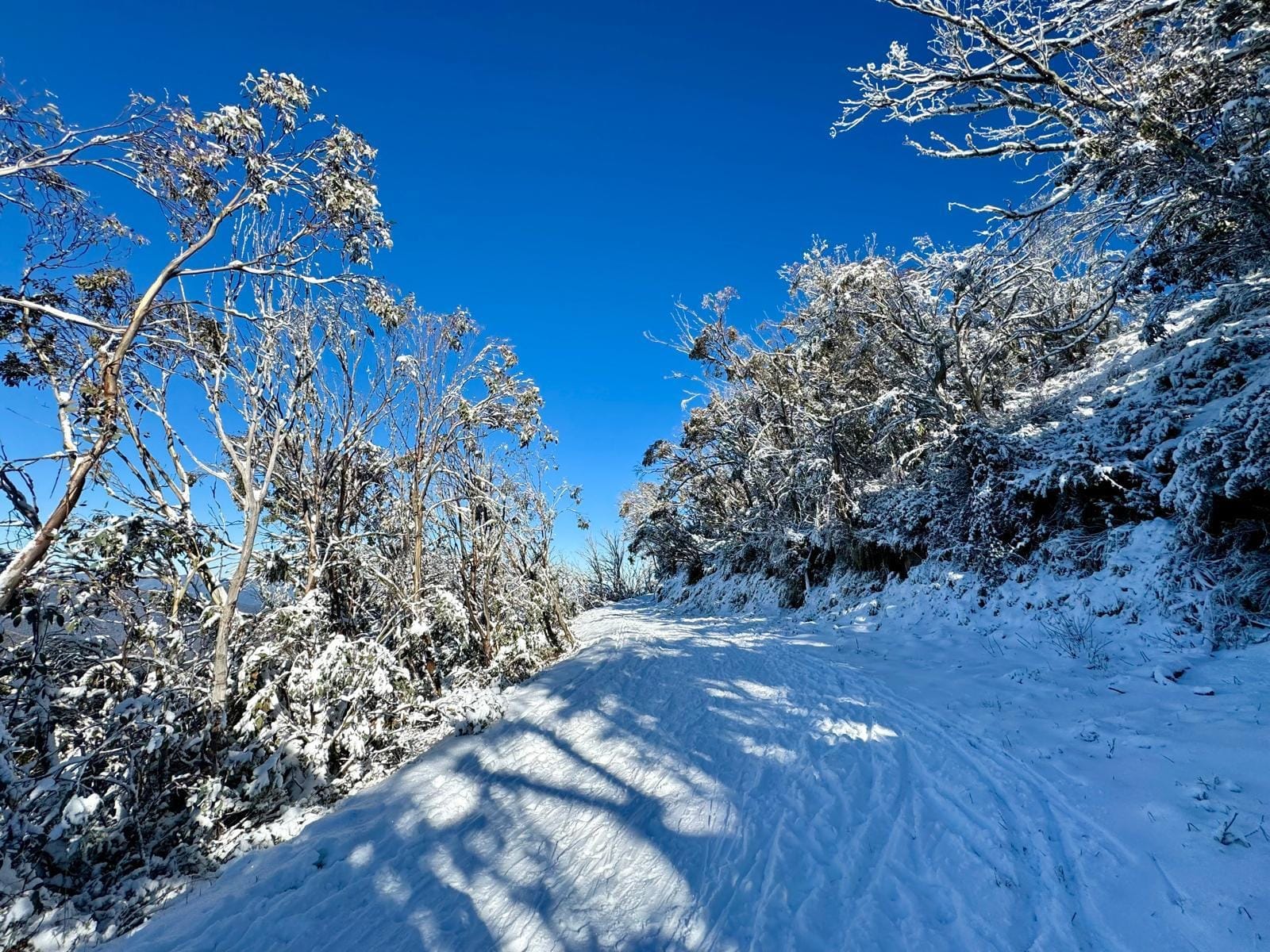 Klook – Small Bus Private Lake Mountain Snow & Redwood Forest Tours  (up to 13 pax)