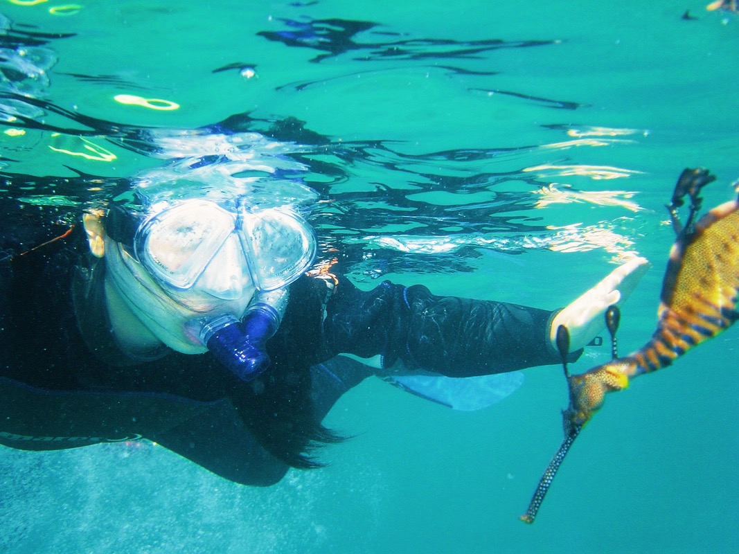 Snorkel with Sea Dragons
