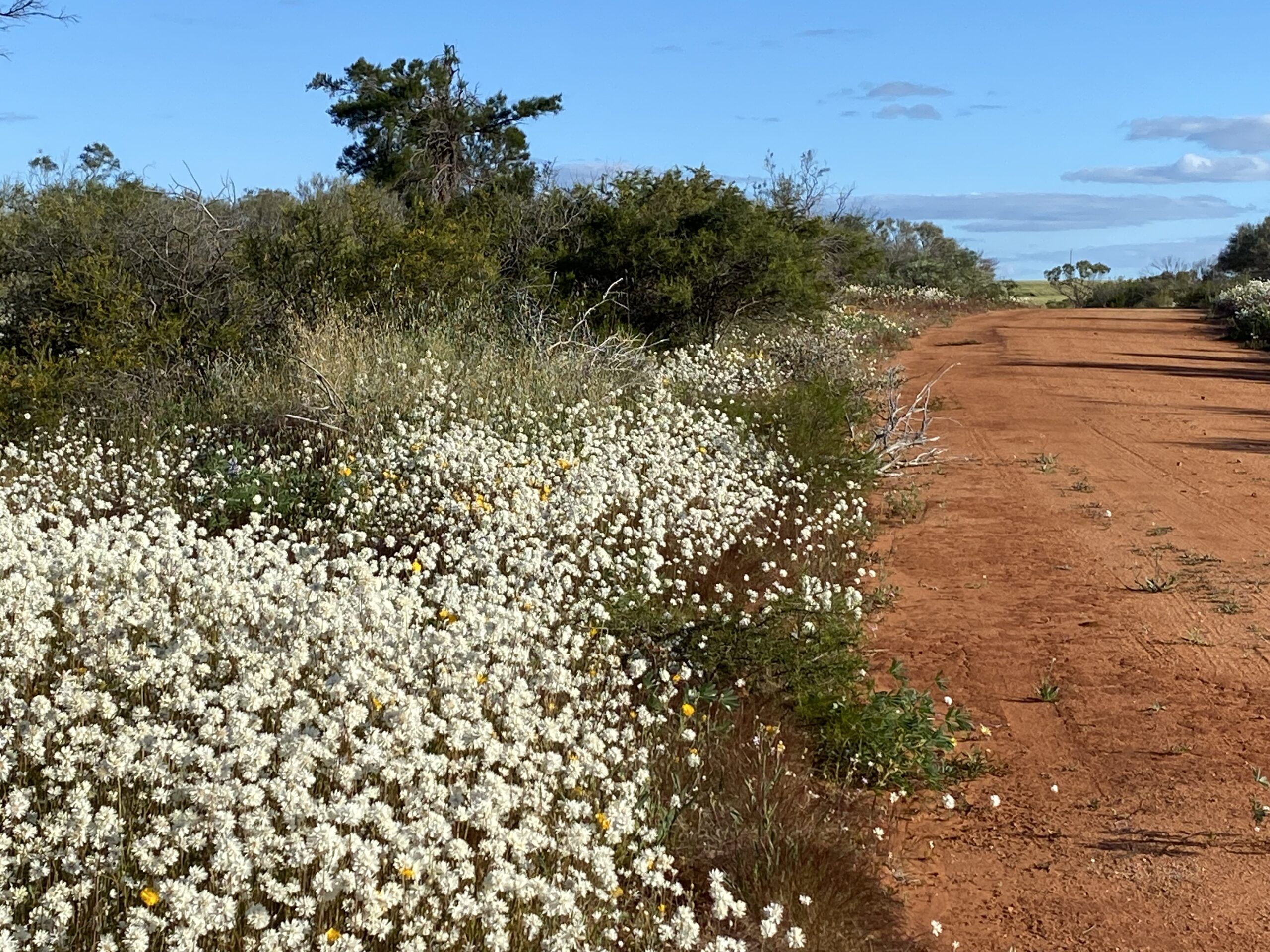 Four Day Northern Wildflower Tour