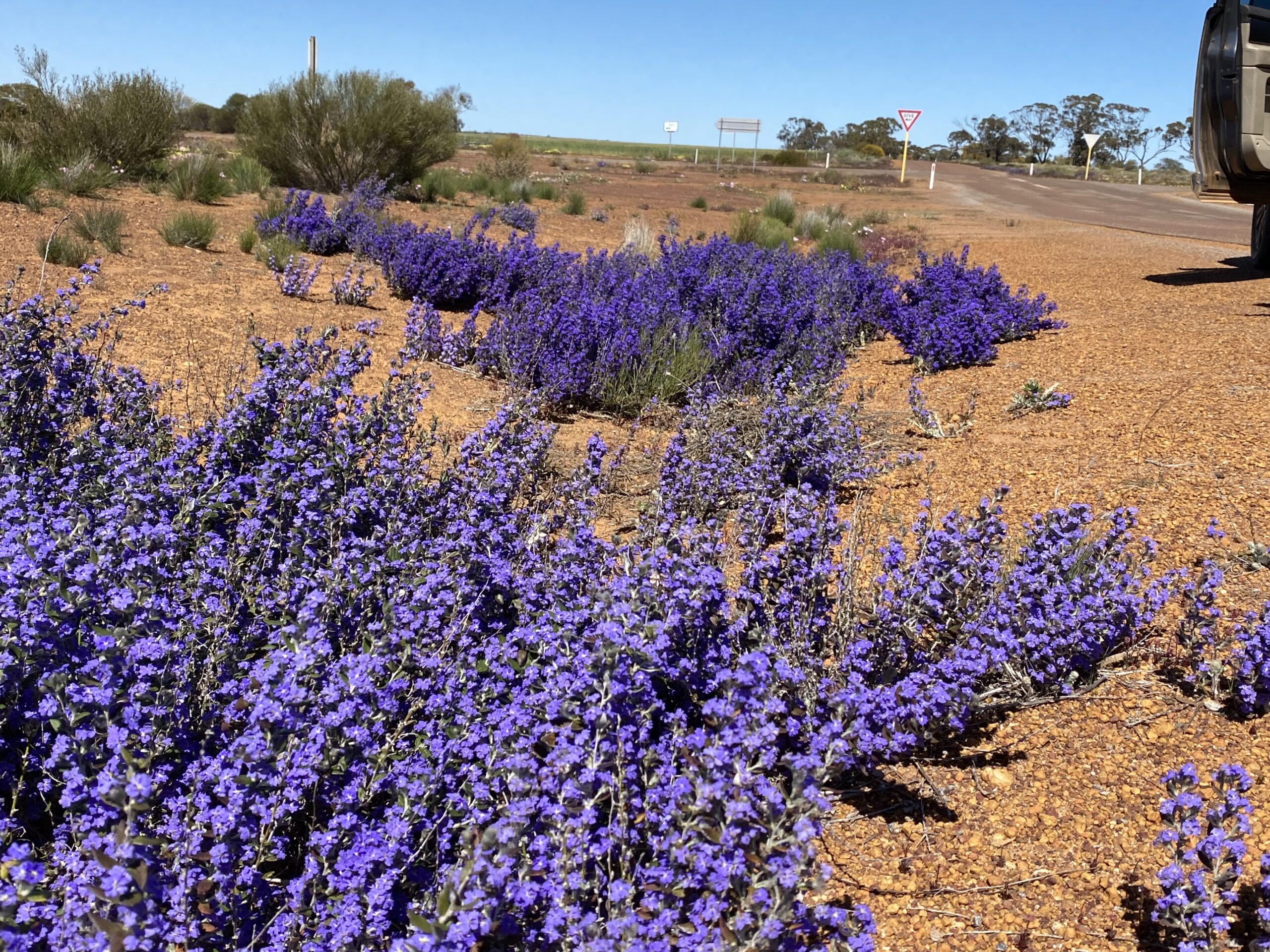 Four Day Northern Wildflower Tour