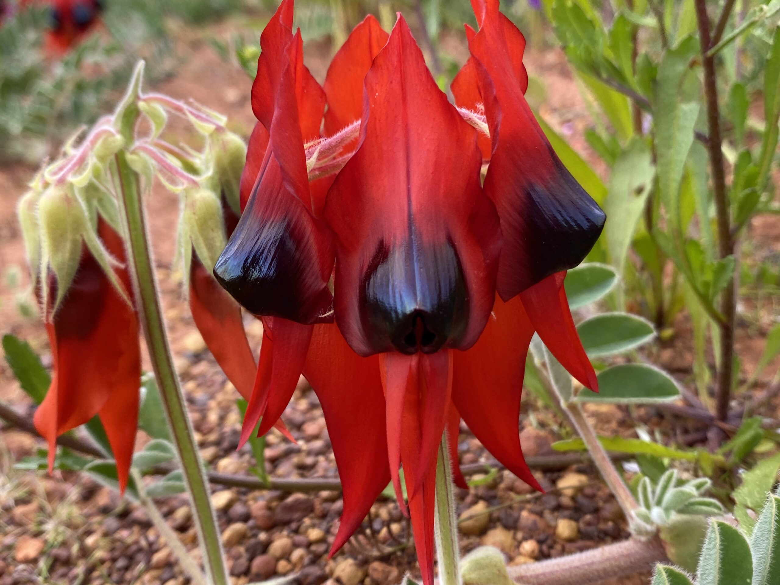 Four Day Northern Wildflower Tour