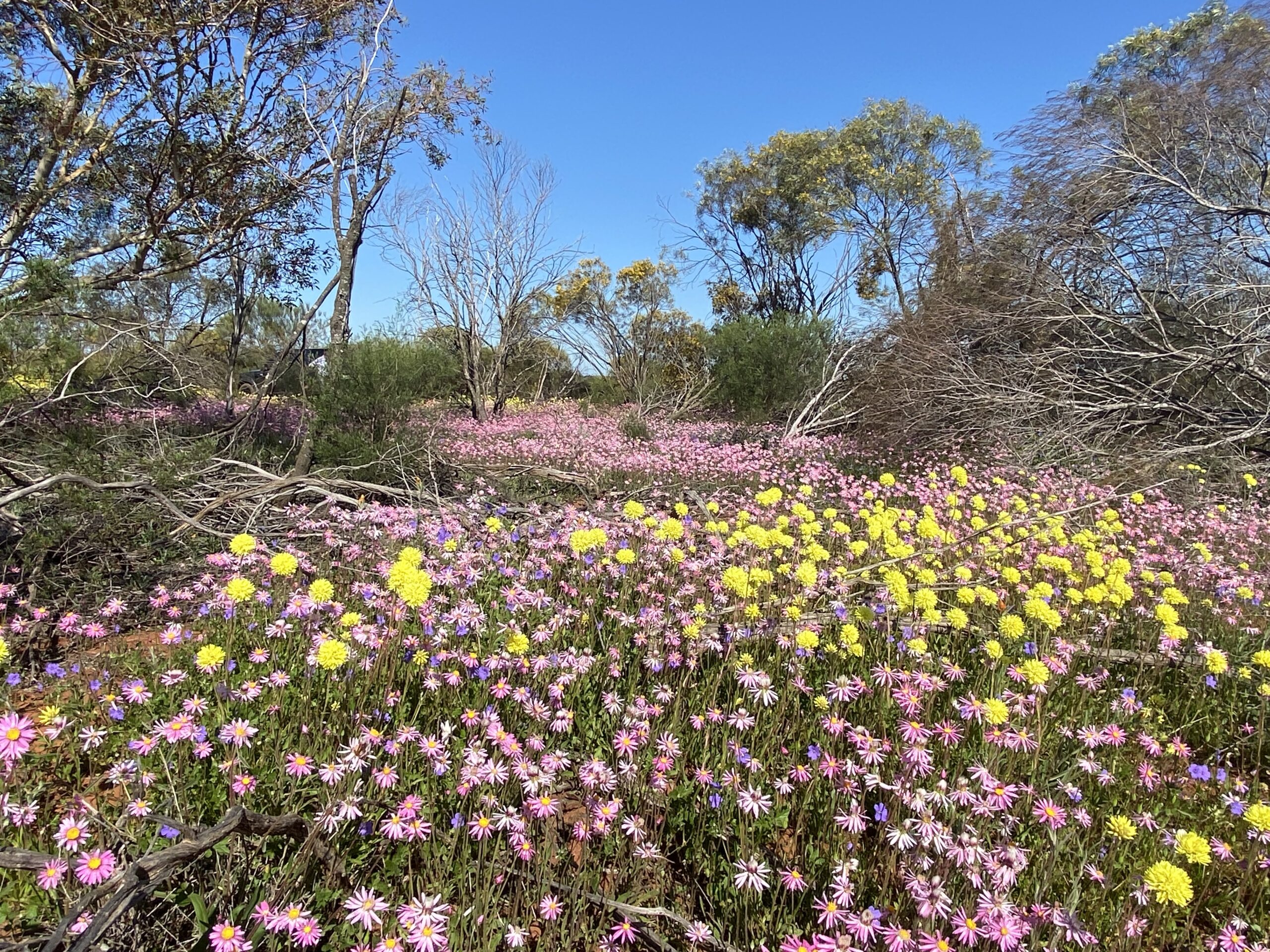 Four Day Northern Wildflower Tour