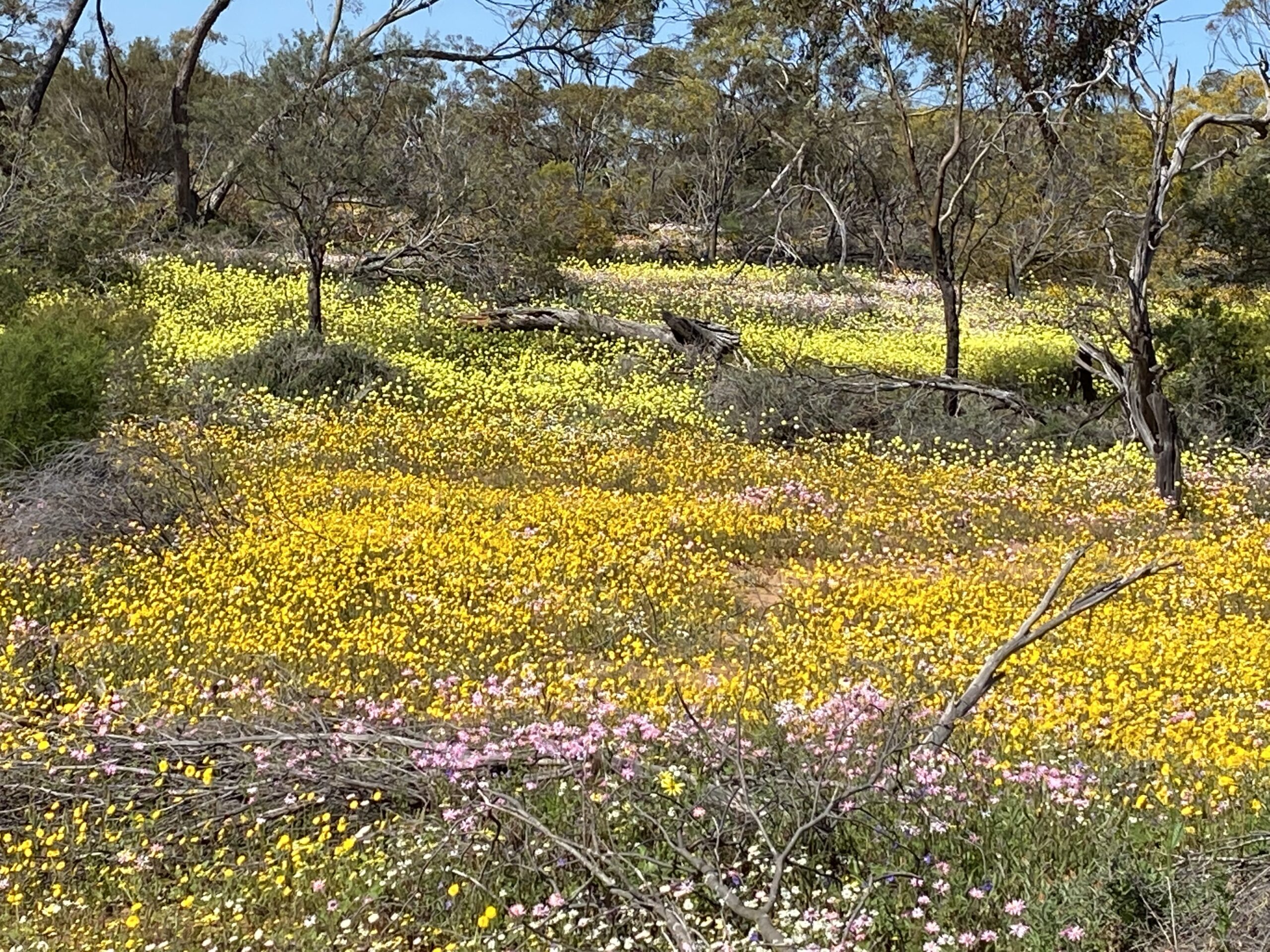 Four Day Northern Wildflower Tour