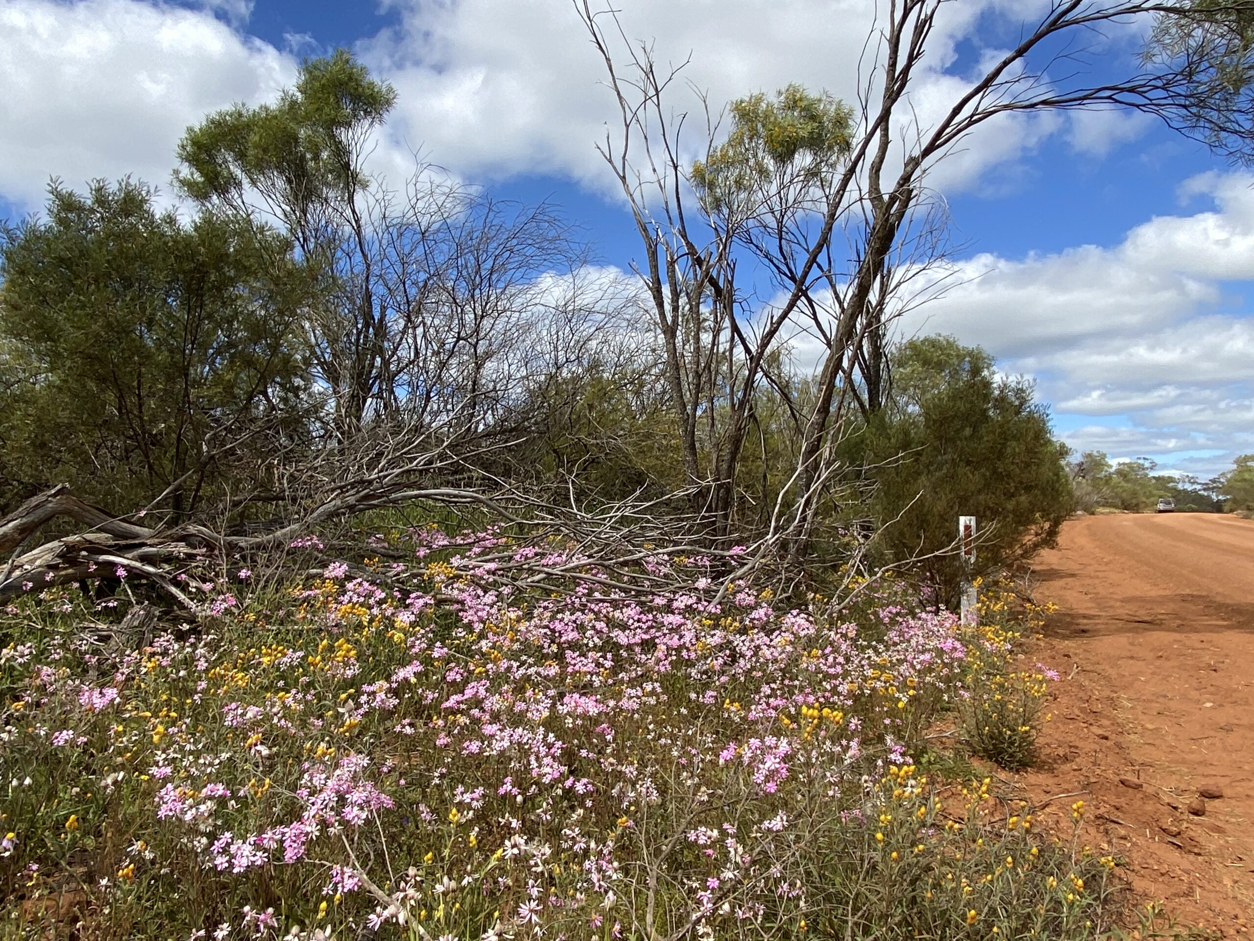 Four Day Northern Wildflower Tour