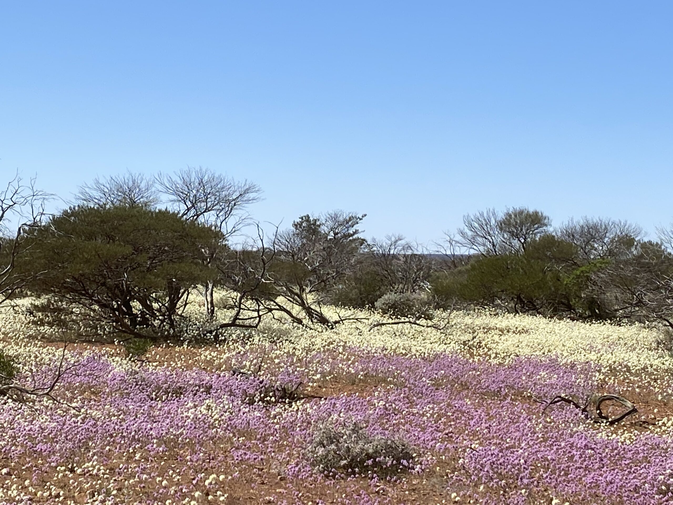 Four Day Northern Wildflower Tour
