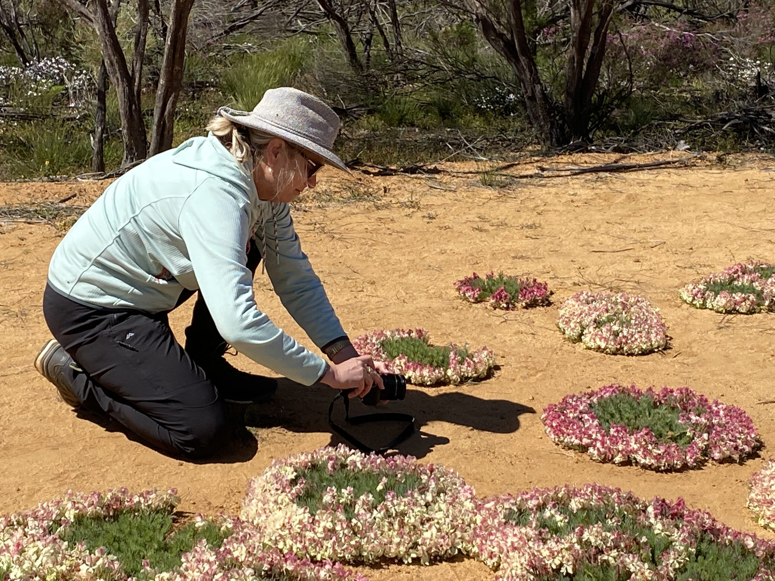 Four Day Northern Wildflower Tour