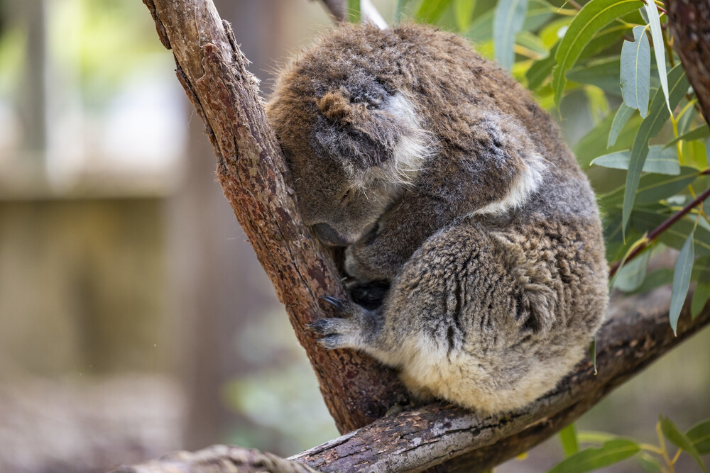 Wildlife Tours Australia: 1 Day Pinnacles Desert Lobster Tour