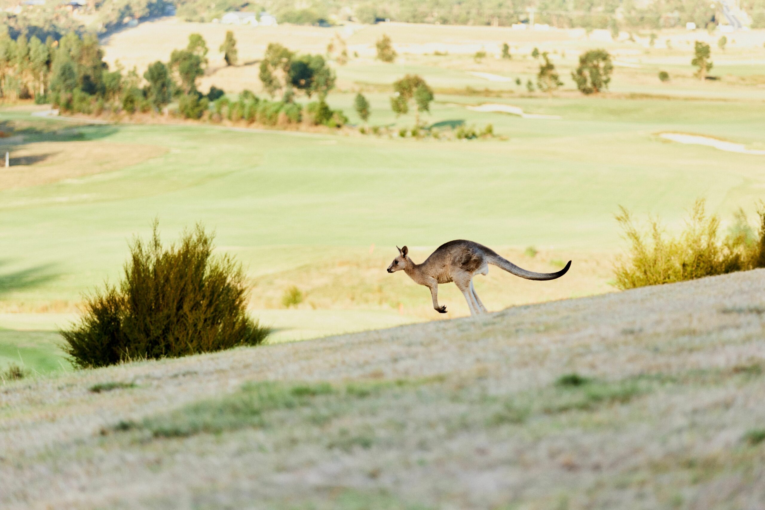 Yarra Valley Afternoon tour with Chandon Cheese Chocolates and Kangaroos (FR)