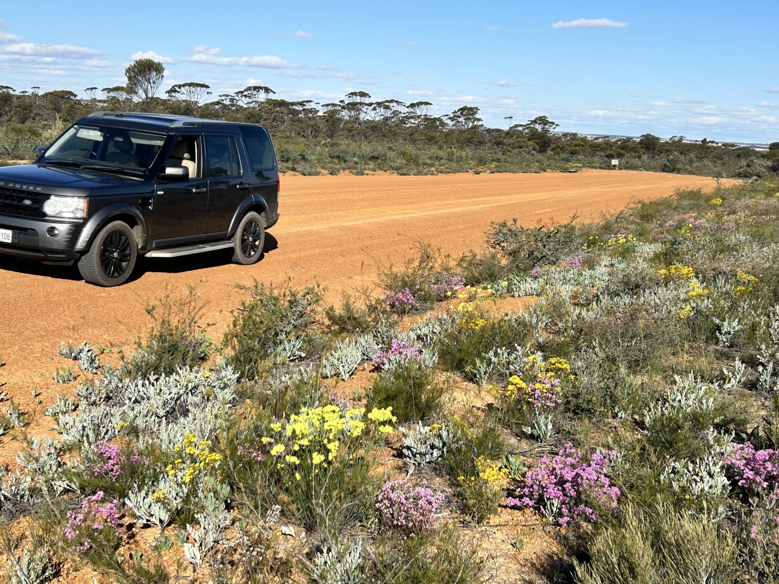 7 Day Southern Edge Wildflower Tour 2025