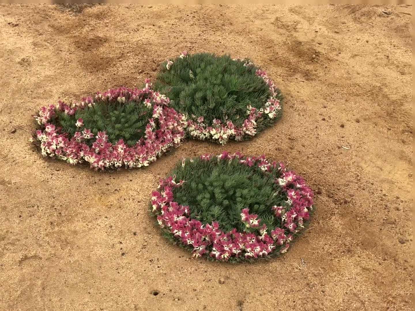 Four Day Northern Wildflower Tour