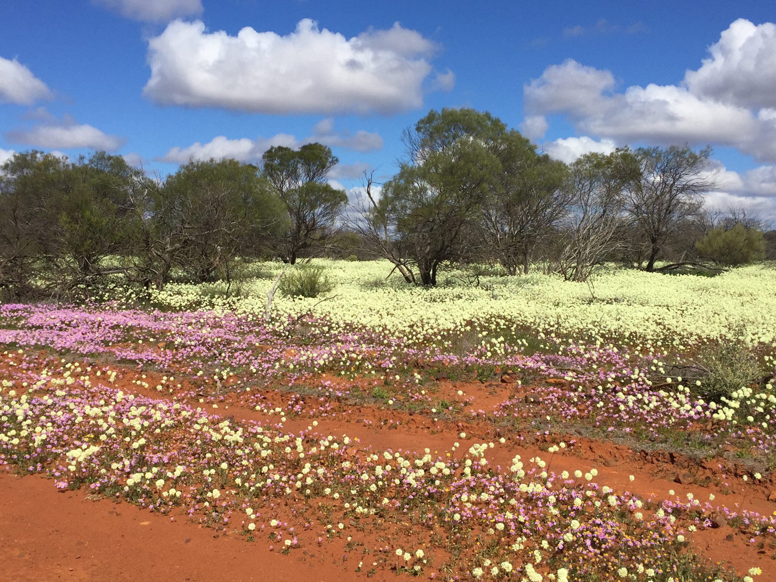 Four Day Northern Wildflower Tour