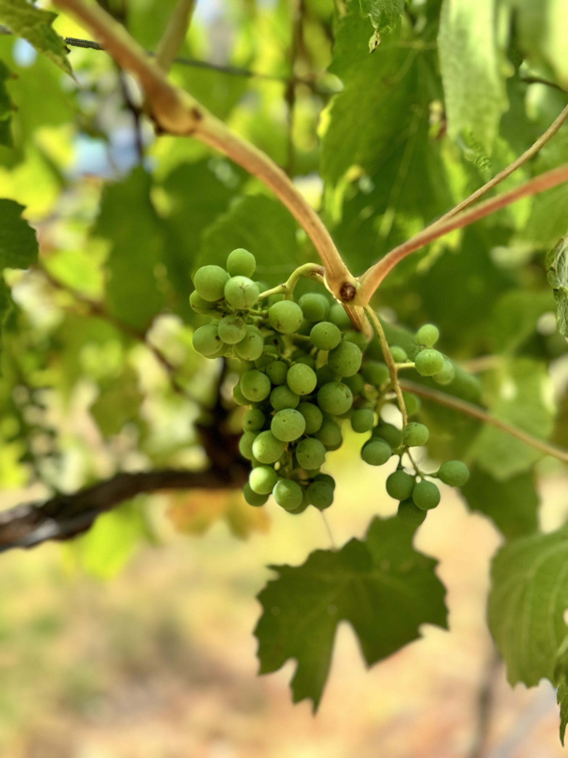 Copy of Viator – Small Bus Private Wine Tasting Yarra Valley Tour (up to 13 pax)