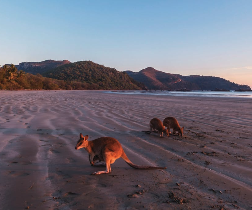 Kangaroos on the Beach Full-Day Private Tour Departing Mackay