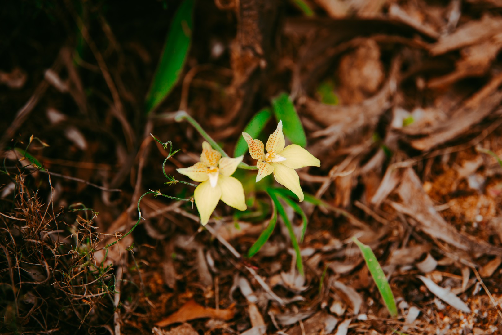 Half Day Wildflower Snapshot Tour