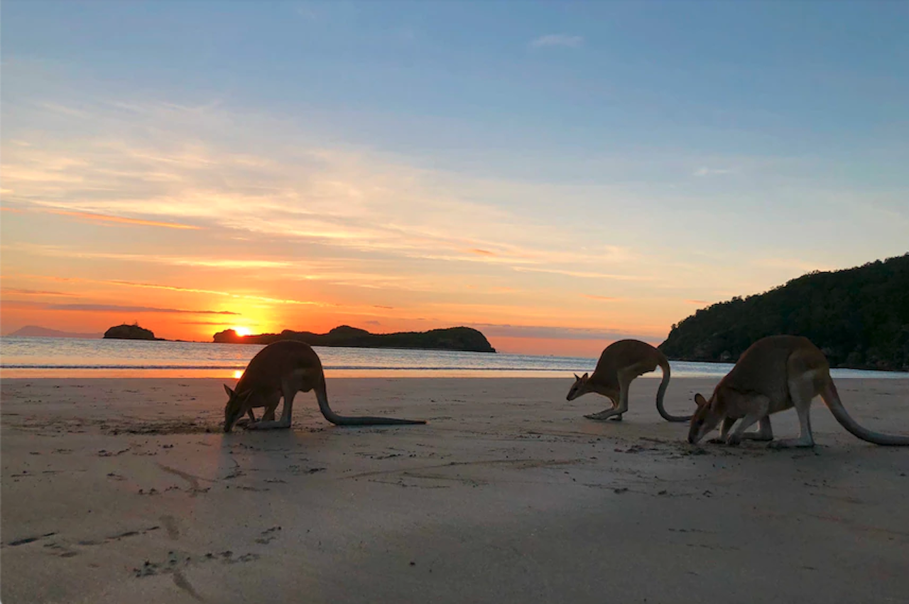 Kangaroos on the Beach Full-Day Private Tour Departing Mackay