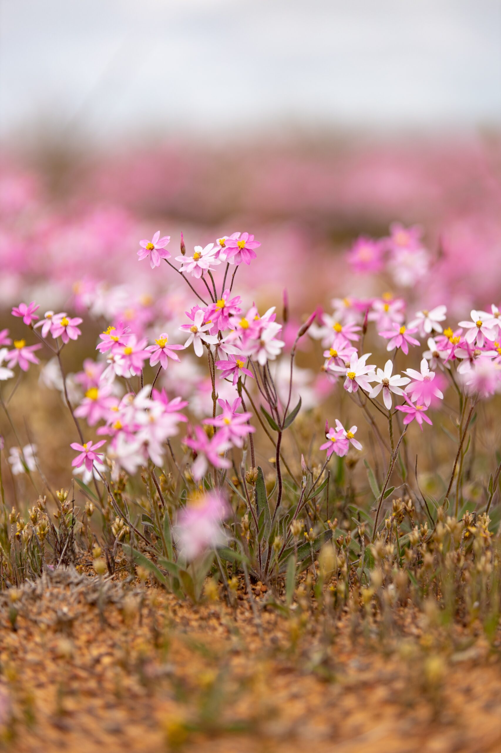 Half Day Wildflower Snapshot Tour