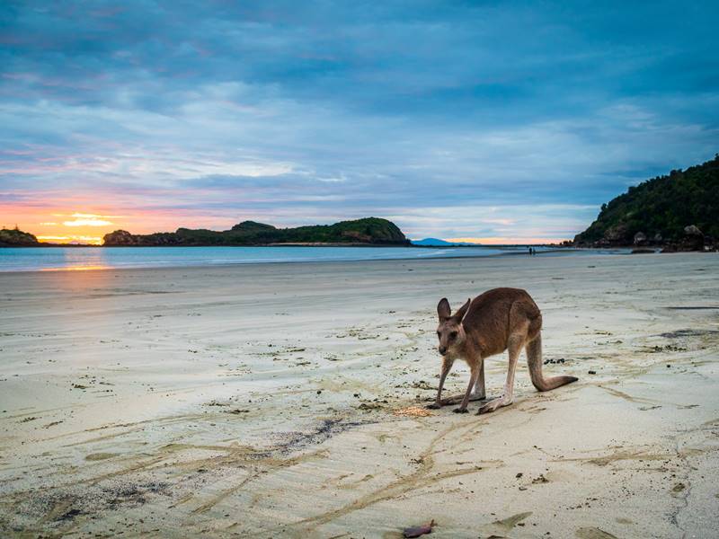 Kangaroos on the Beach Full-Day Private Tour Departing Mackay