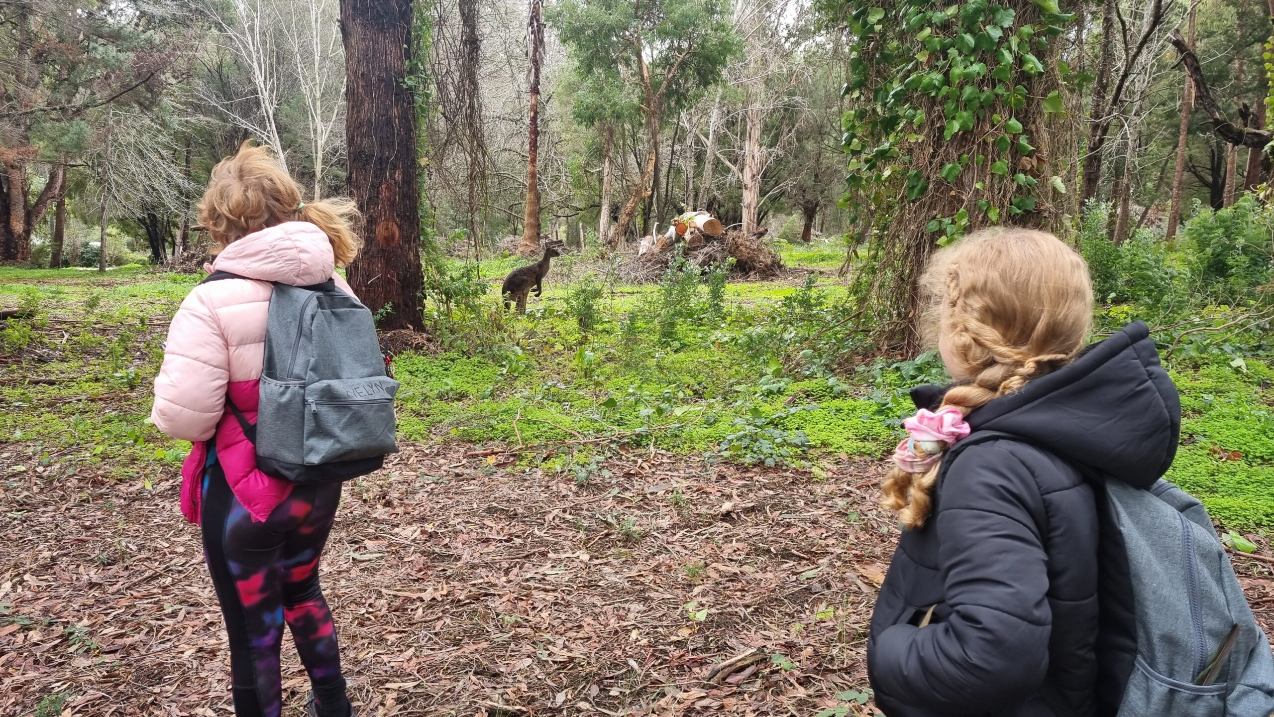 Pemberton Karri Forest Immersion (6+ Years – 4-Hour Drop-Off)
