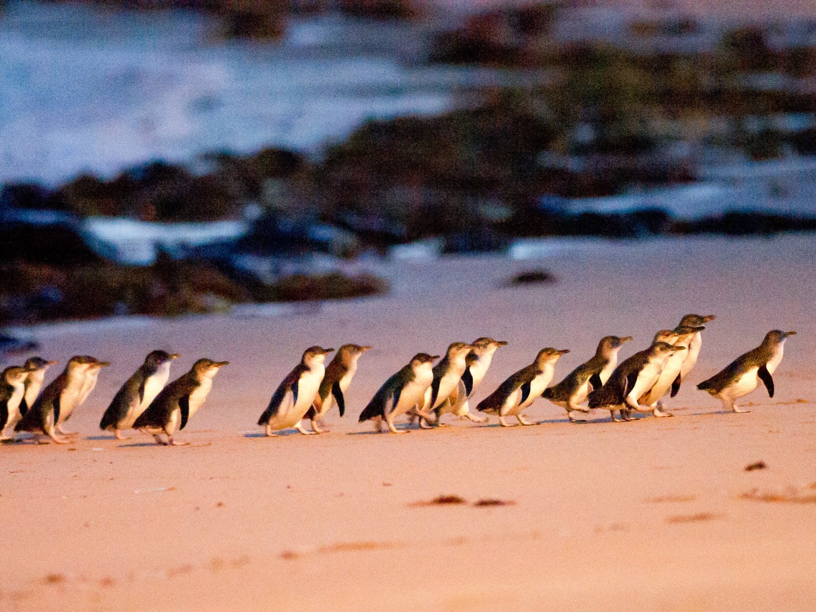 Island Explorer Penguin Parade Transfer (Night)