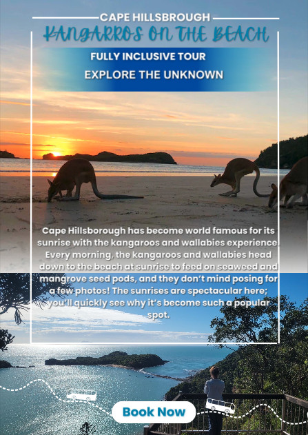 Kangaroos on the Beach Full-Day Private Tour Departing Mackay