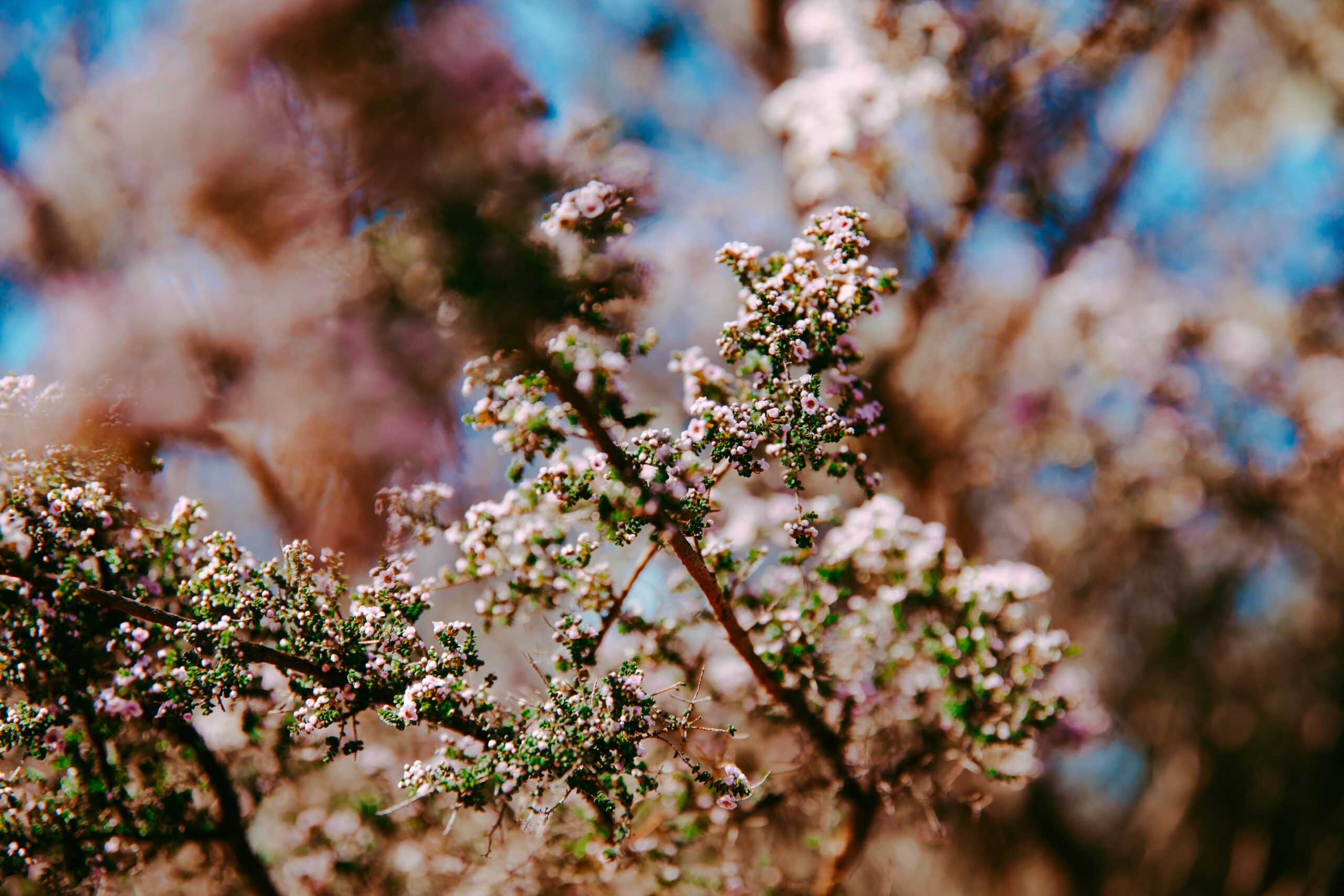 Half Day Wildflower Snapshot Tour
