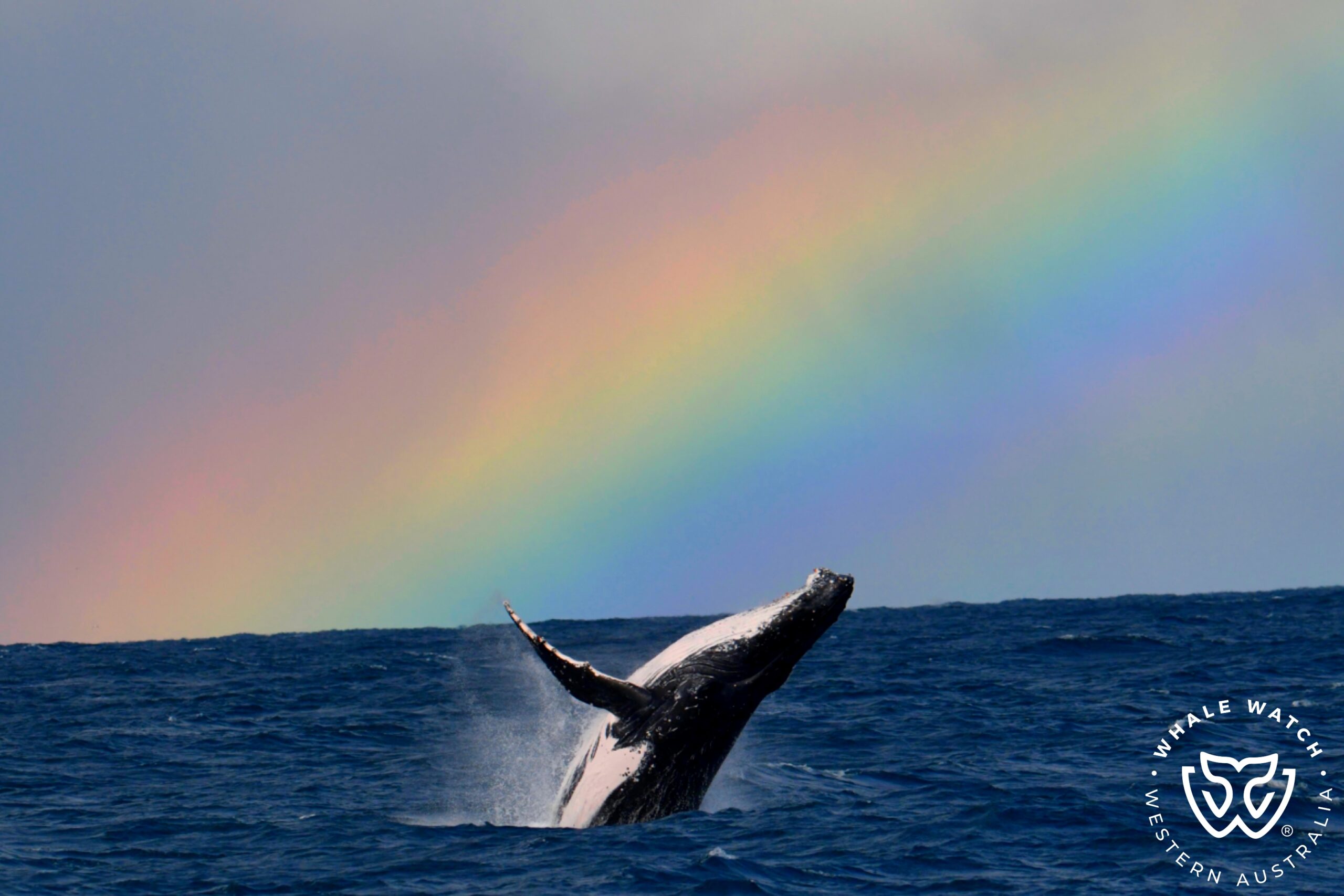 Whale Watch Perth ~ VIP Captains Lounge ~