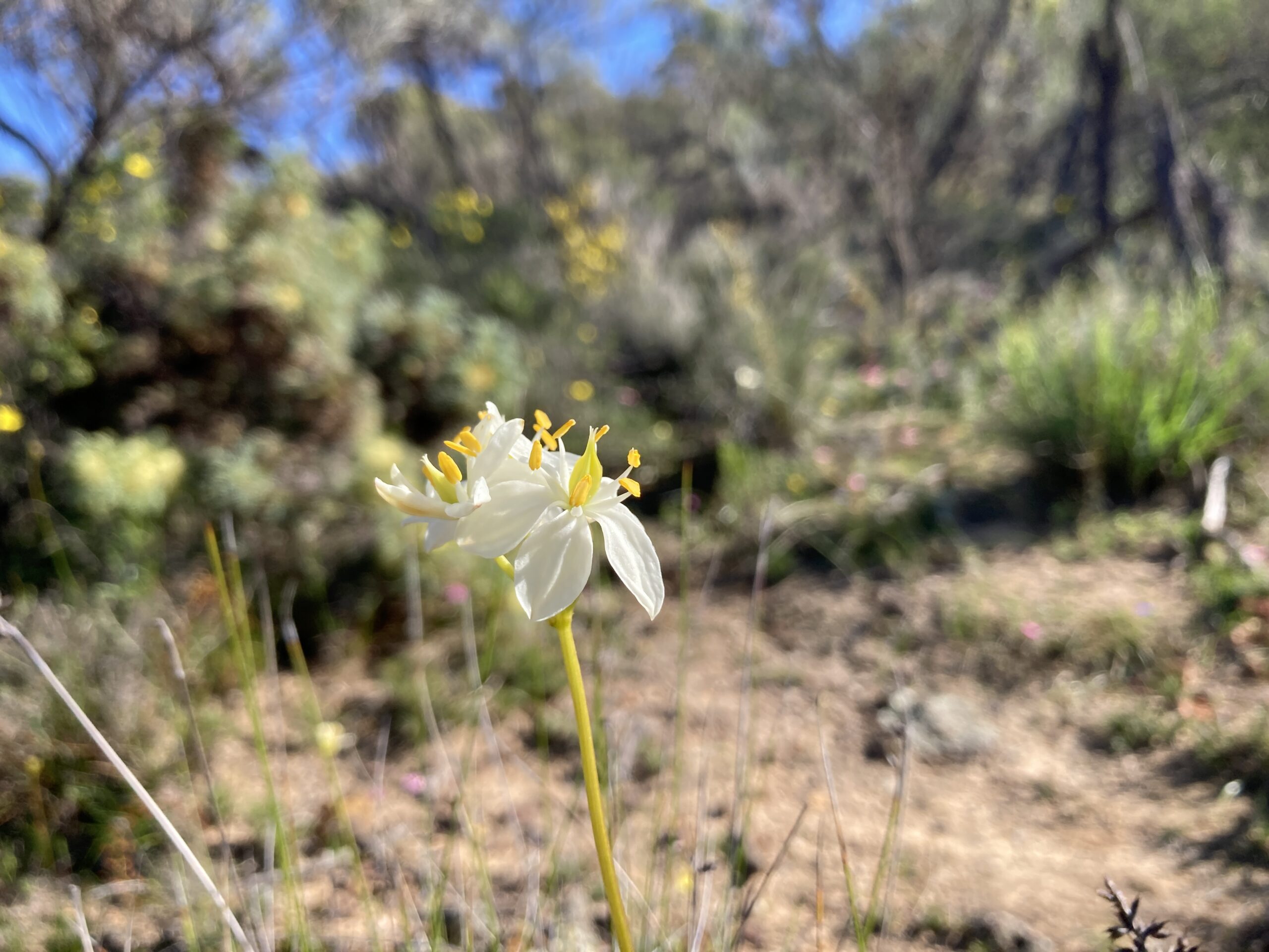 Half Day Wildflower Snapshot Tour