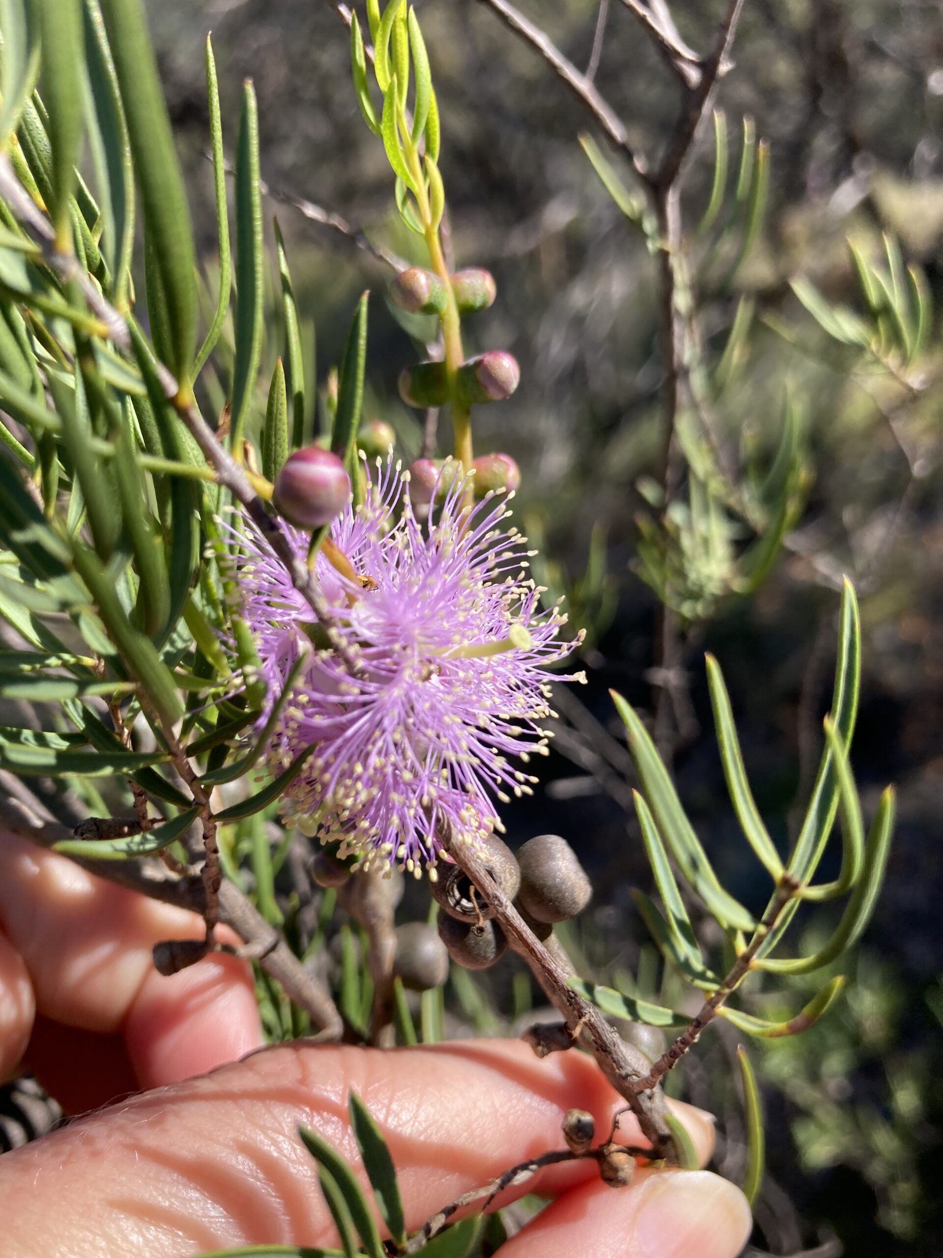Best of the Mid West Full Day Wildflower Tour