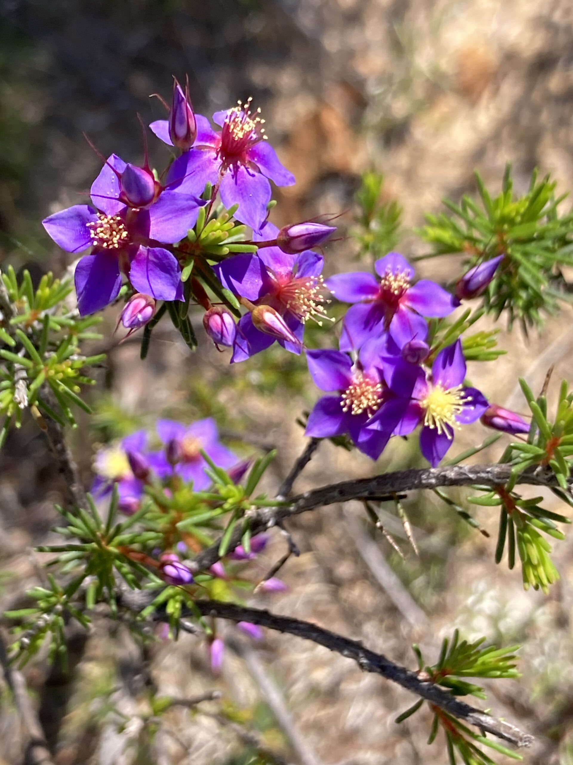 Half Day Wildflower Snapshot Tour