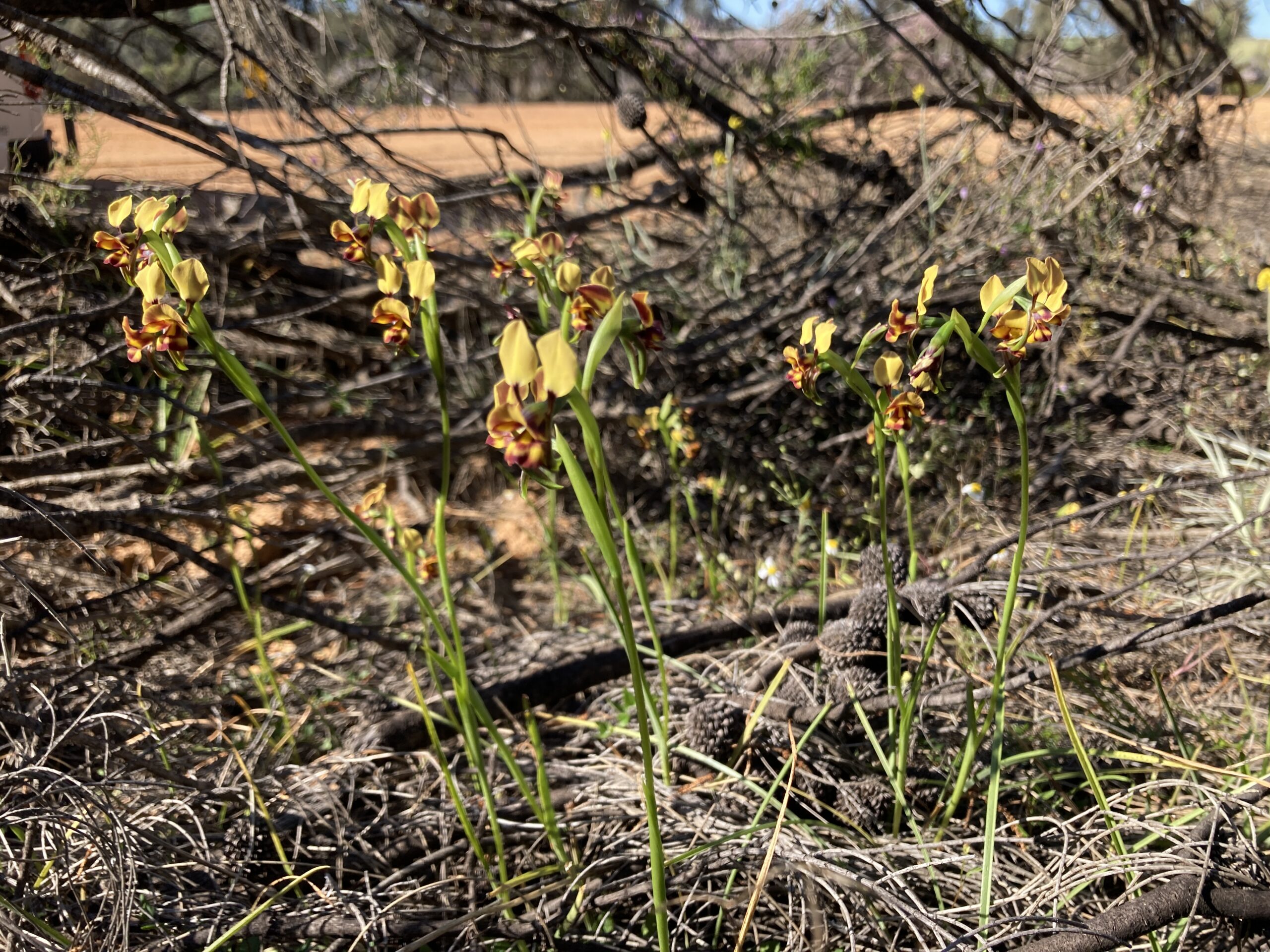 Best of the Mid West Full Day Wildflower Tour