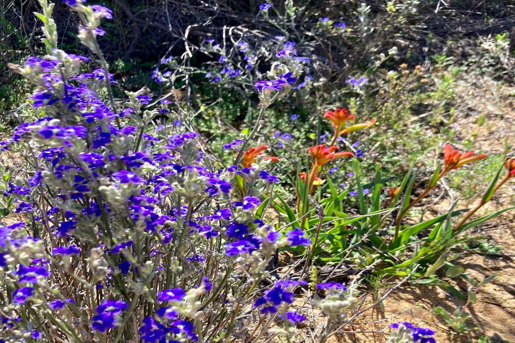 Best of the Mid West Full Day Wildflower Tour