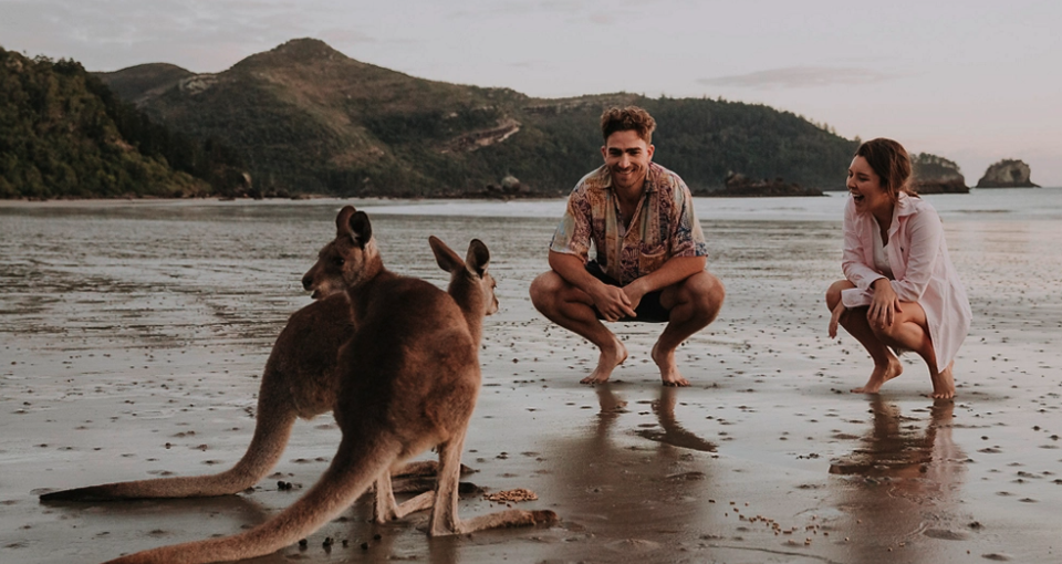 Kangaroos on the Beach Full-Day Private Tour Departing Mackay