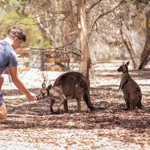 Kangaroo Island Wildlife Park & Beach Experience – Guided Coach Tour