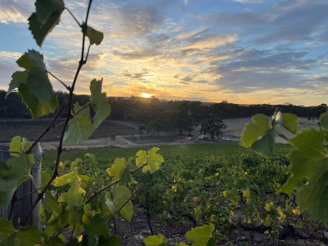 Vineyard to Glass: An Exclusive Clare Valley Wine Journey