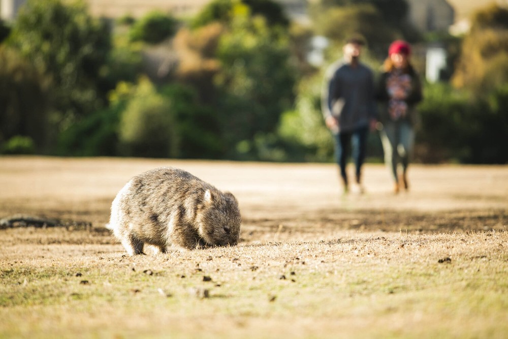 MARIA ISLAND – Experience