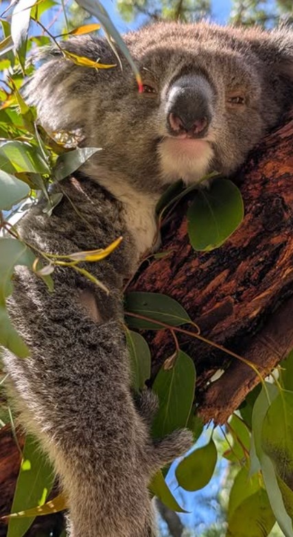 City walking tour then meet our Kangroos, Koalas & Kookaburras