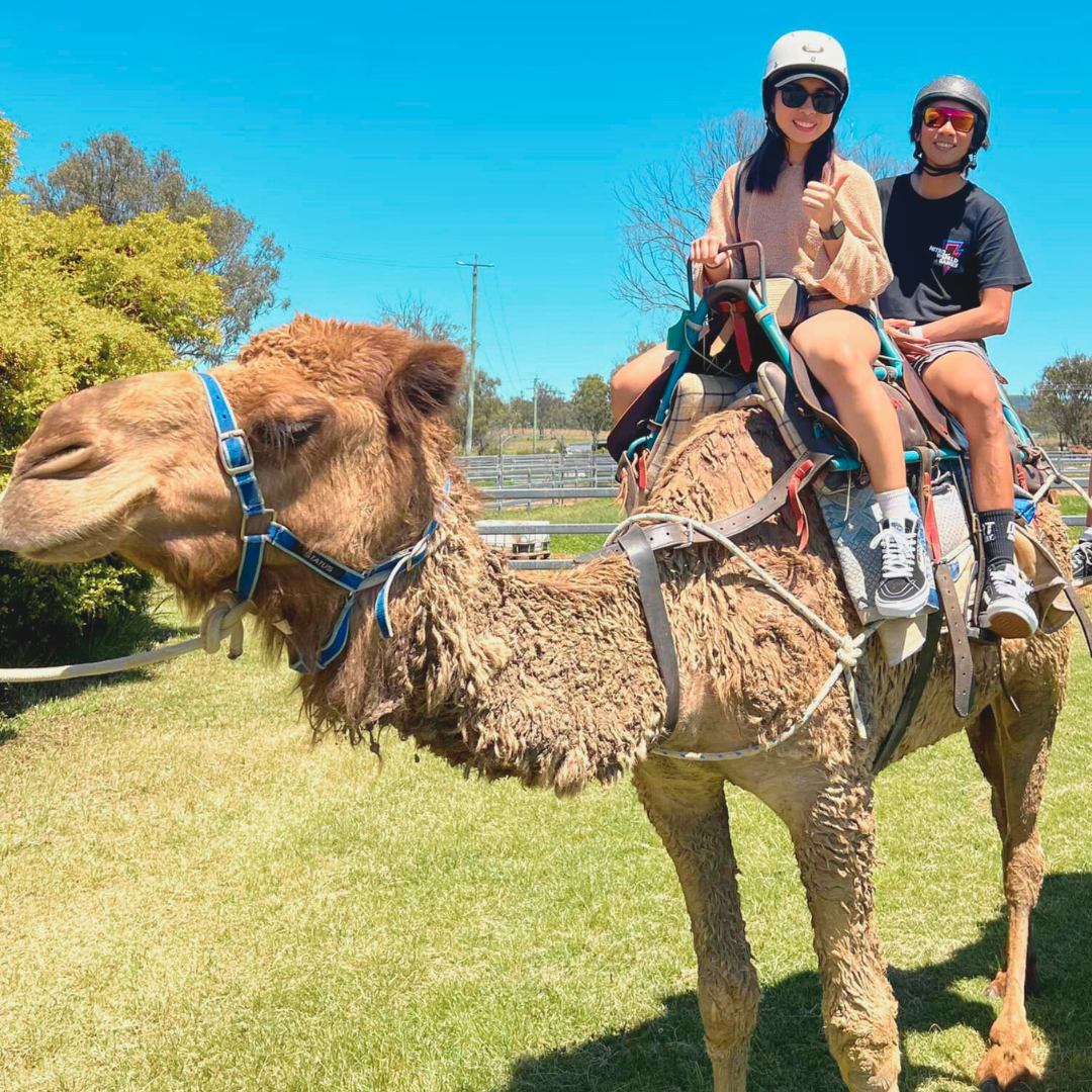 Scenic Rim Signature Camel Ride & Tasting