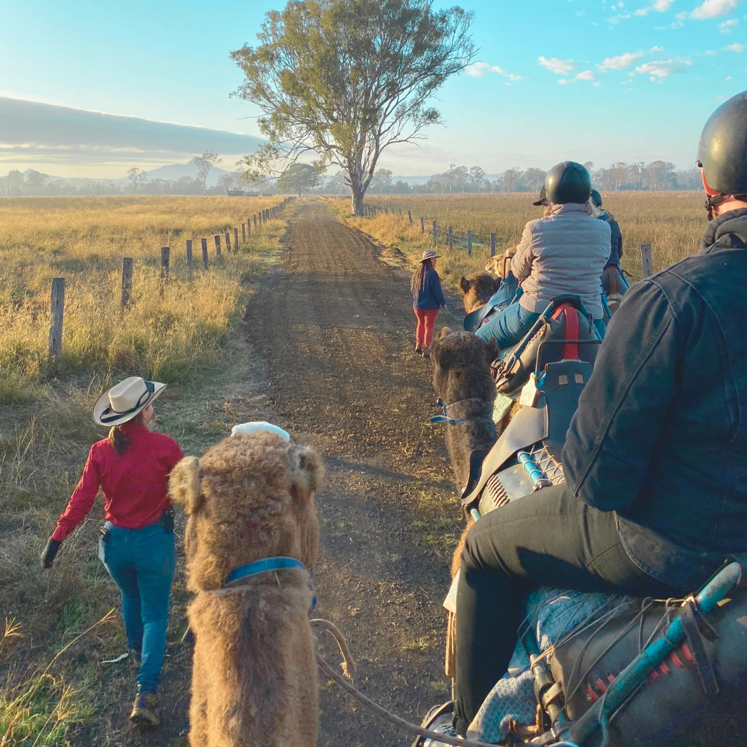 Scenic Rim Signature Camel Ride & Tasting