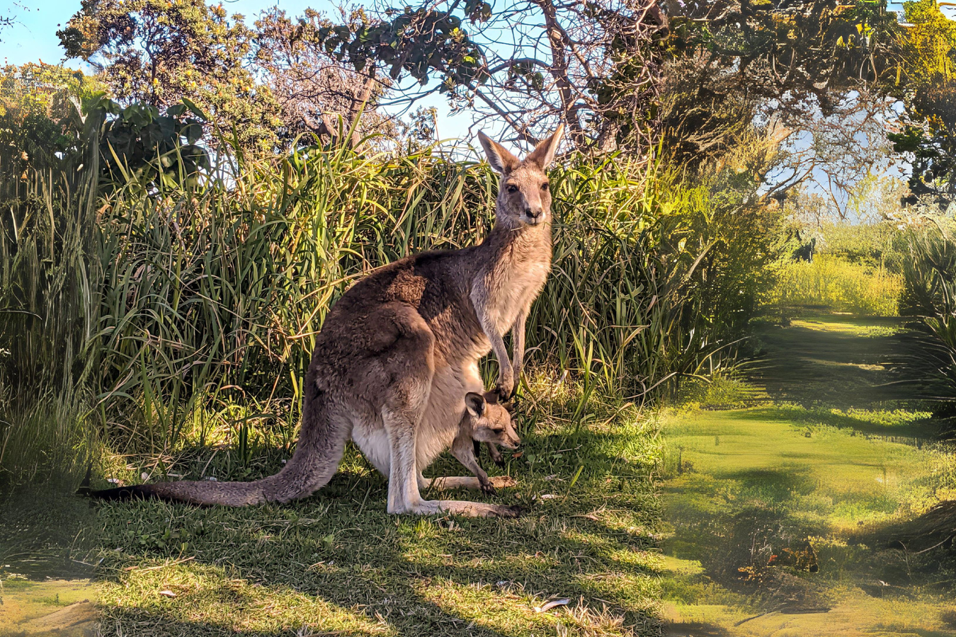 North Stradbroke Island Day Tour from Brisbane