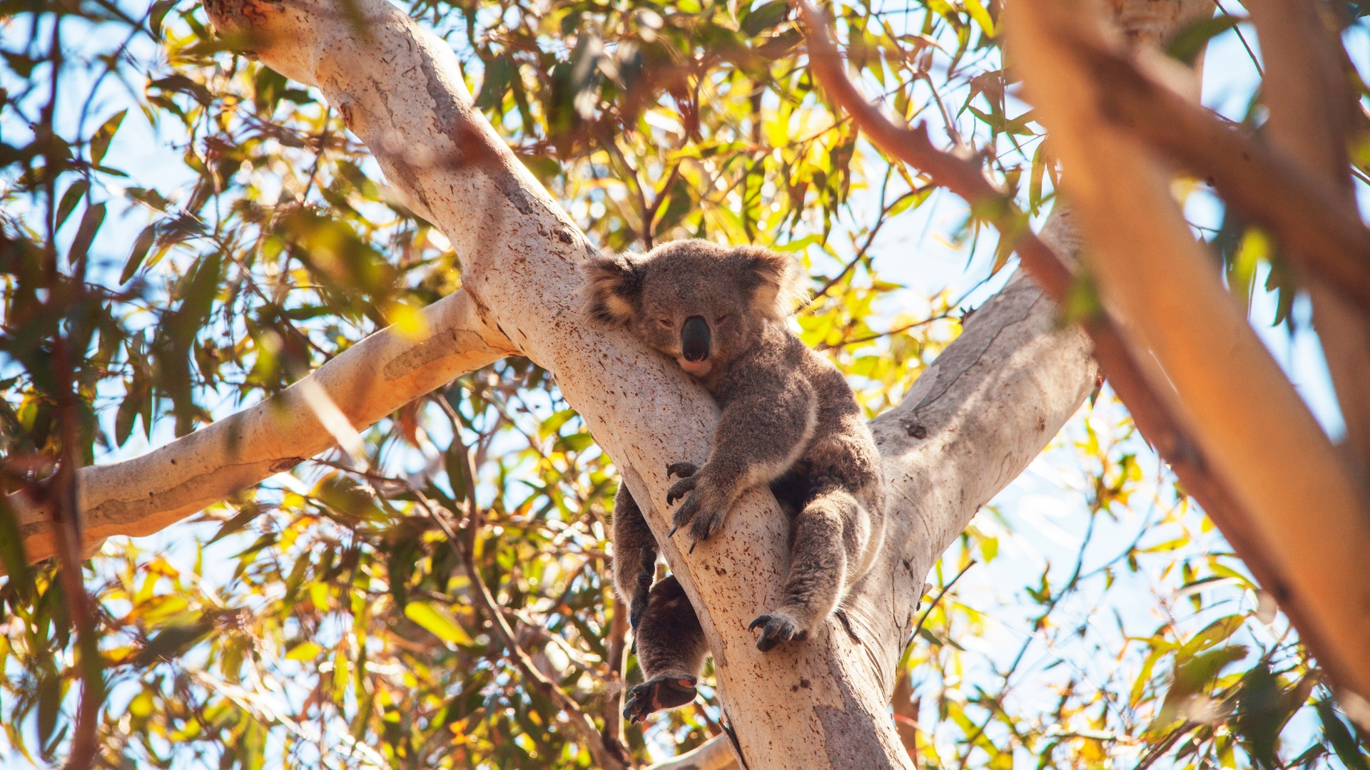 North Stradbroke Island Day Tour from Brisbane
