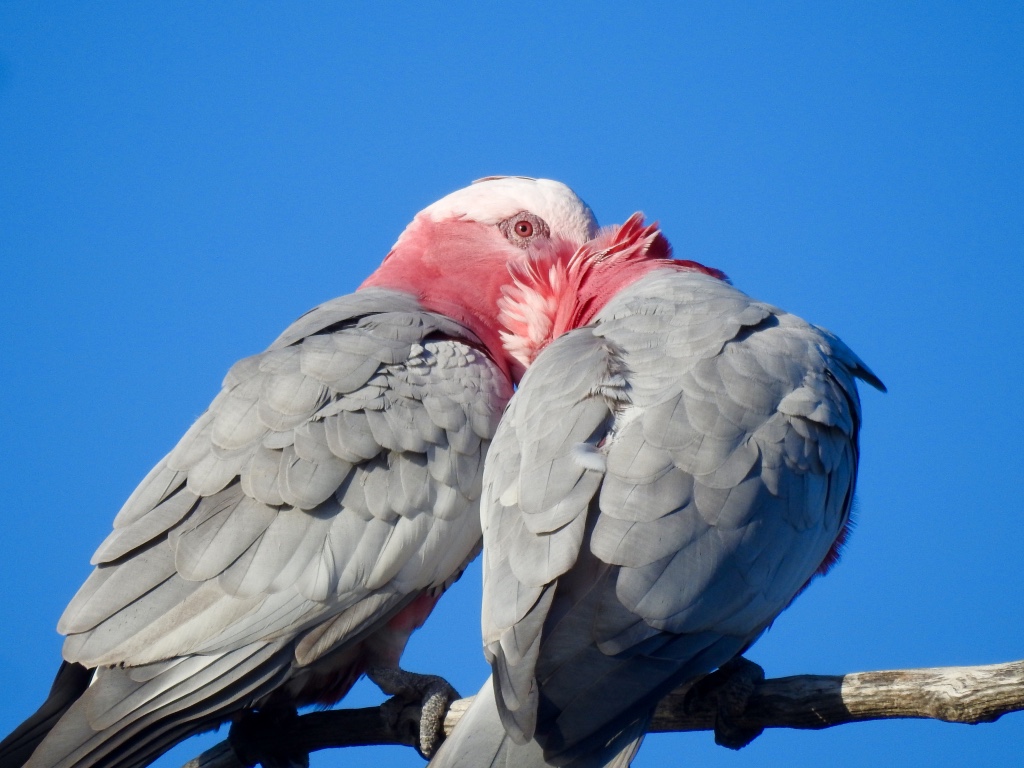 Birding in Byron - Half Day