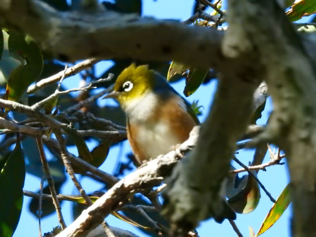 Birding in Byron - Half Day