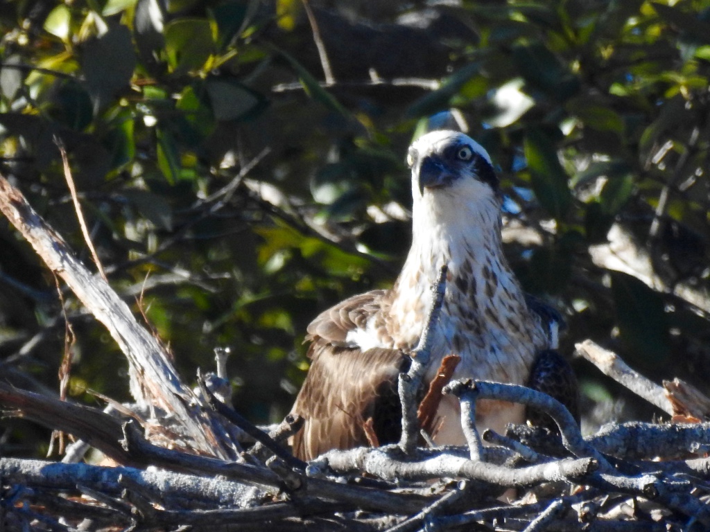 Birding in Byron - Half Day