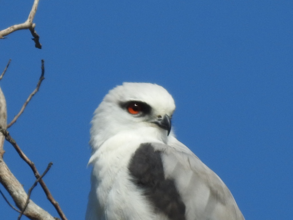 Birding in Byron - Half Day