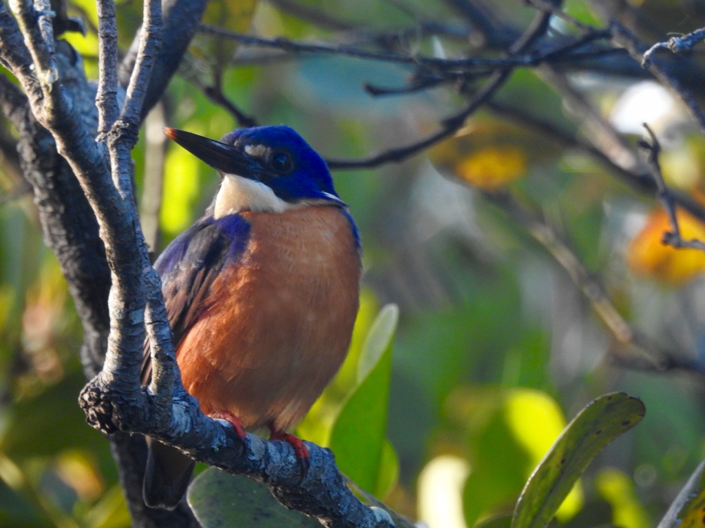 Birding in Byron - Half Day