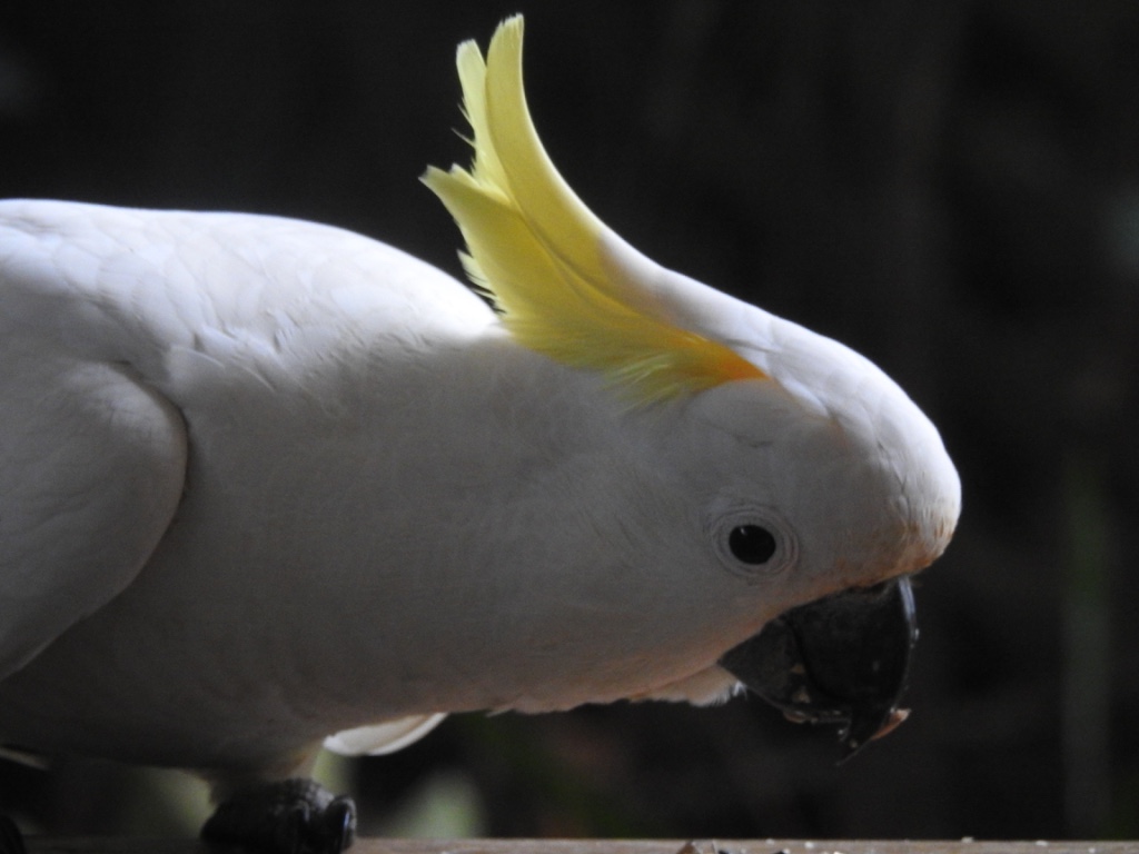 Birding in Byron - Half Day